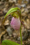 Pink lady's slipper <BR>Moccasin flower